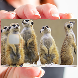 The Meerkats - credit card sticker, 2 credit card formats available
