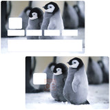 Baby penguins- credit card sticker, 2 credit card sizes available