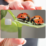 ladybugs - credit card sticker, 2 credit card formats available