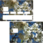 Cherry Blossoms - credit card sticker, 2 credit card formats available
