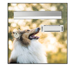 Collie dog letterbox sticker