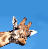 Sticker for letter box, The curious giraffe