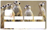 The Meerkats - credit card sticker, 2 credit card formats available