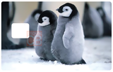 Baby penguins- credit card sticker, 2 credit card sizes available
