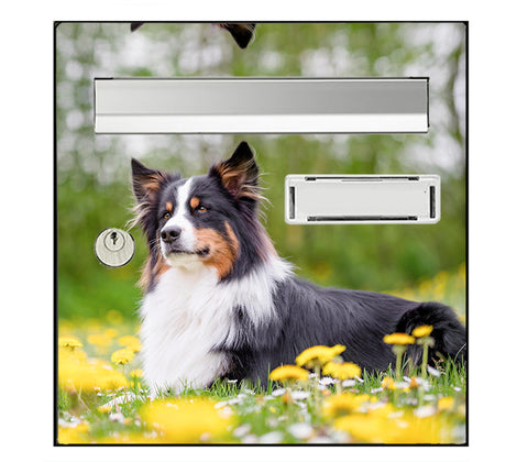 Australian Shepherd dog letterbox sticker